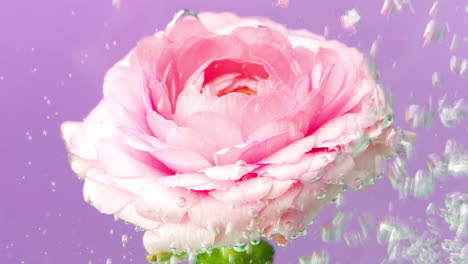pink ranunculus flower in water with bubbles