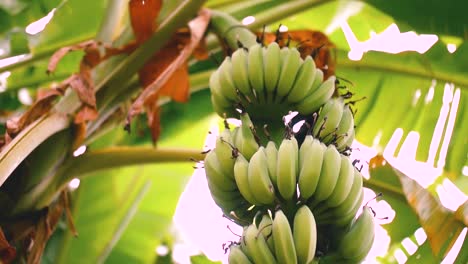 bunch of fresh green bananas on the tree at the forest in the island near hanoi city, capital of vietnam