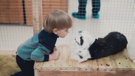 a little child plays with rabbits