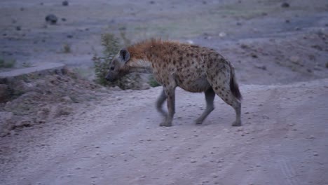 la reina hiena cruzando la carretera después de la puesta del sol para viajar a las llanuras