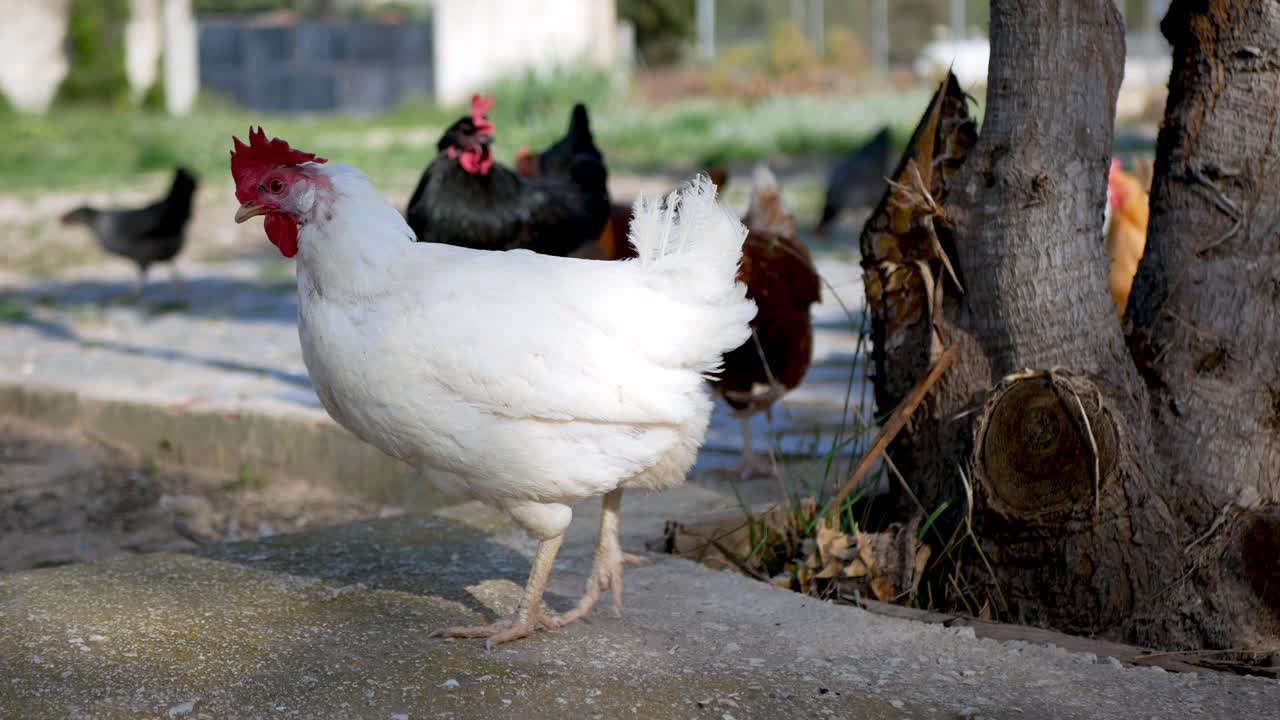 grupo de gallinas disfrutando de un momento de libertad al final de la tarde