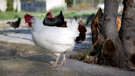 bunch of hens enjoying a late evening moment of freedom