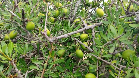 ramas de árboles de argán con nueces maduras y hojas verdes-3