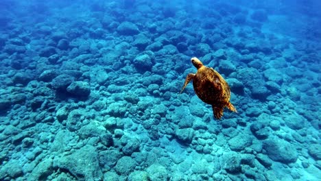 tortuga marina verde juvenil nada sobre las rocas en el fondo del océano azul con rayos de sol