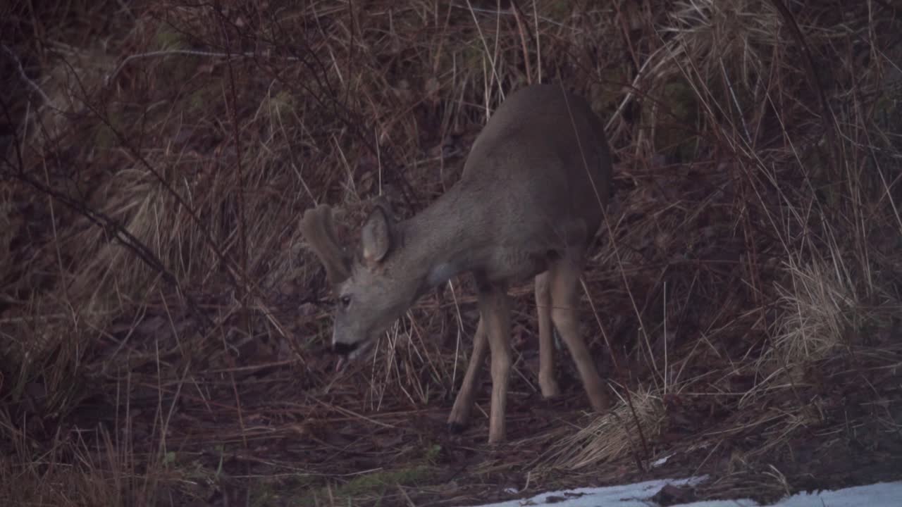 corzo pastando en pasto seco en el bosque