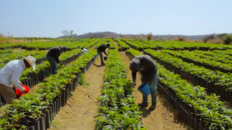 Footage-of-a-group-of-farmers-applying-fertilizer