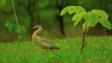 Multicolored-wisthling-heron-terrestrial-bird-hopping-around