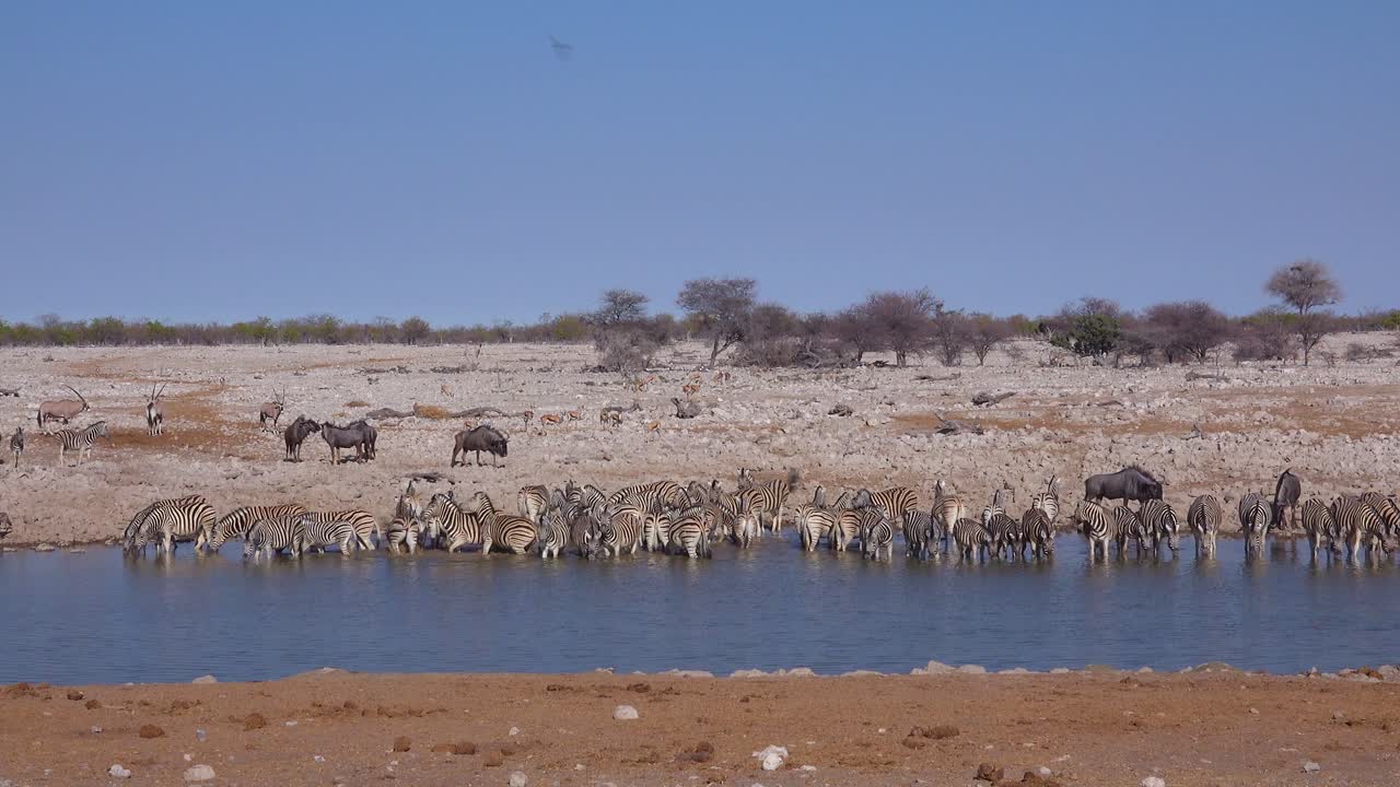 cebras y ñus beben de un abrevadero en el parque nacional de etosha namibia áfrica