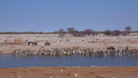 zebras and wildebeest drink from a watering hole at etosha national park namibia africa