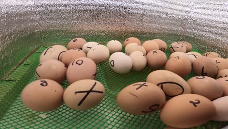 a basket of duck eggs marked with x and numbers - philippine street food - balut penoy - close up