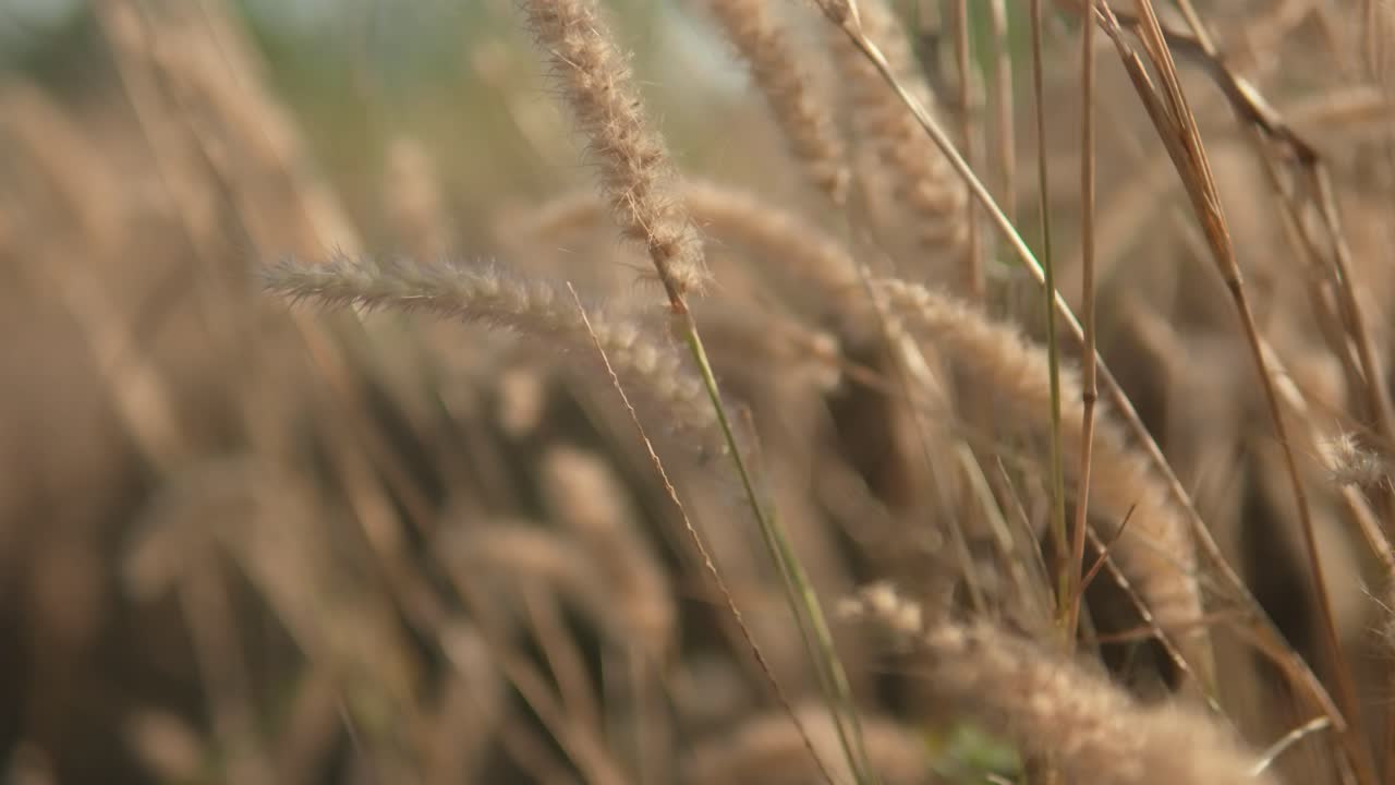 Golden wheat close-up swaying gently, blurred background, warm sunlight, serene rural vibe