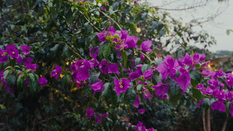 Glowing-Gardens:-Radiant-Purple-Paper-flowers-Illuminated-by-LED-Lights