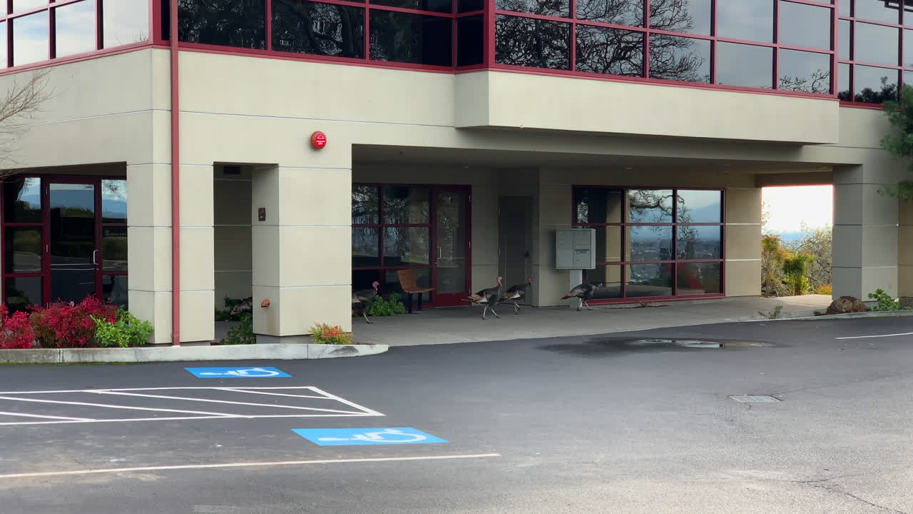 дикие индейки гуляют по городской промышленной зоне