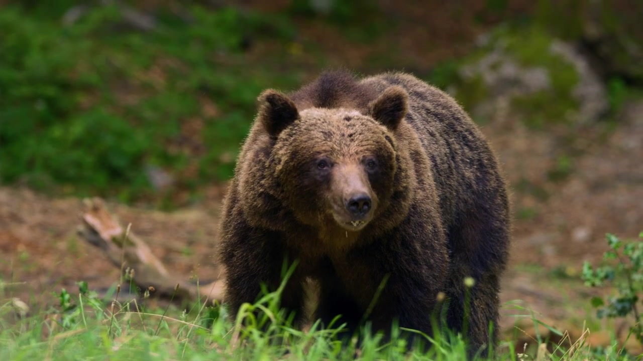 Orso bruno eurasiatico si nutre di erba fresca nella foresta della regione del Gorski Kotar in Croazia. Primo piano.