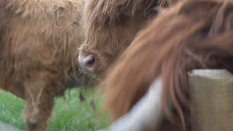 highland cows on the farmland of county laois, ireland with one cow scratching its neck on a wooden stomp