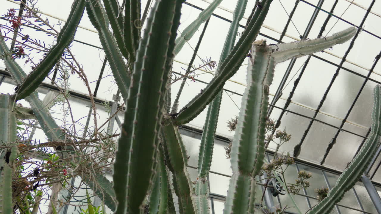 온실 의 유리 지붕 에 대항 한 높은 티