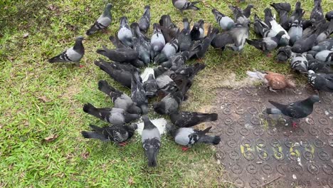 flock of pigeons eating  on road side grass