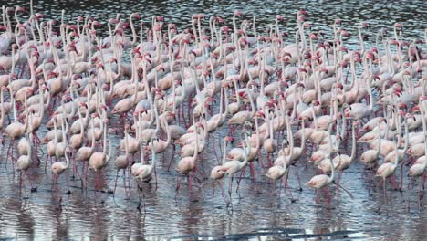 Static-shot-of-a-flamboyance-of-flamingos-walking-through-water-in-Tanzania