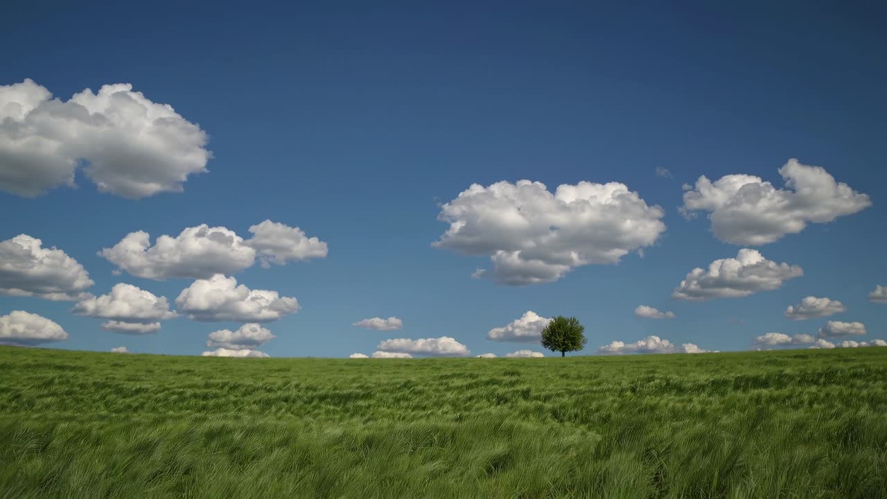 Wide-angle video capturing a lone tree on a vast green field under a sky filled with fluffy clouds