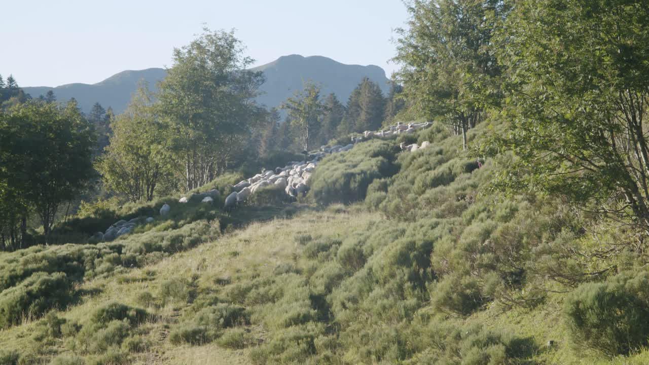 rebaño de ovejas caminando por la exuberante ladera de la montaña en un día soleado - amplia toma lenta