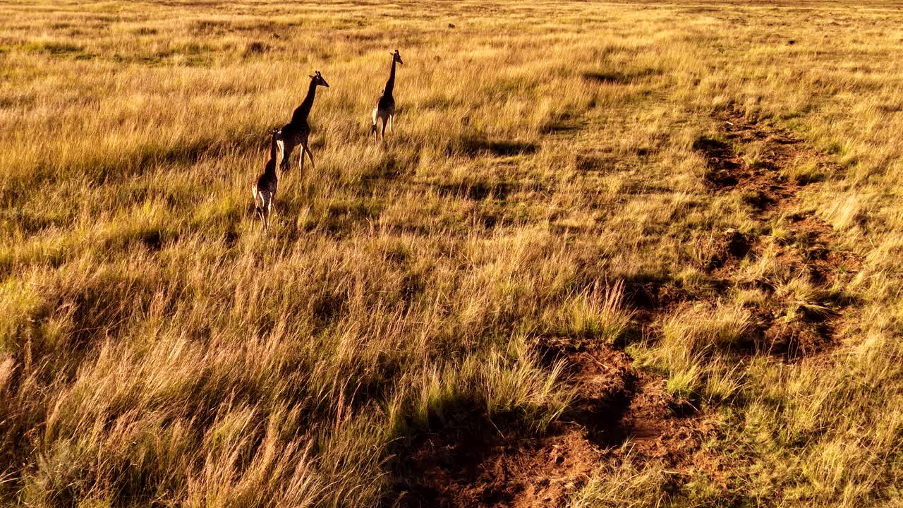 Journey of giraffe walk through golden grass savannah at sunset, aerial view