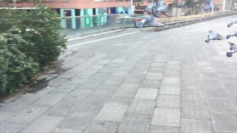 a flock of pigeons birds taking off and landing on concrete floor in daylight in slow motion, most are grey and one is white