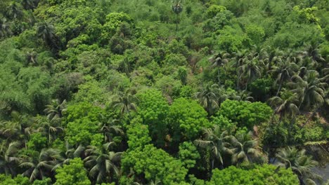 aerial or top view of deep green forest or jungle