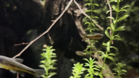 el pequeño pez ameca elritze nada entre las plantas submarinas.