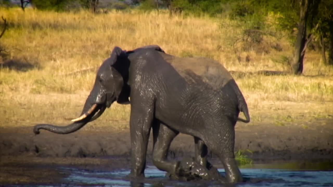 African bush elephant (Loxodonta africana) wallowing in the shallow muddy water and walking out from a waterhole
