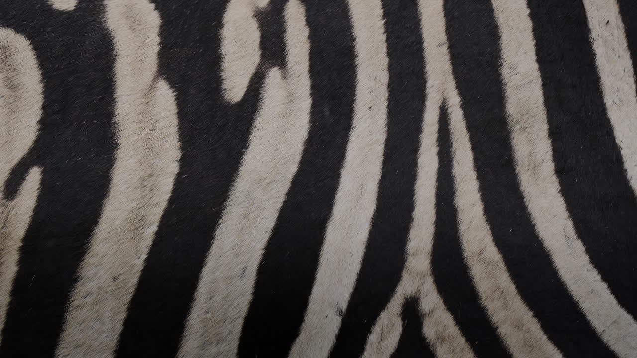 textura de la piel de la cebra