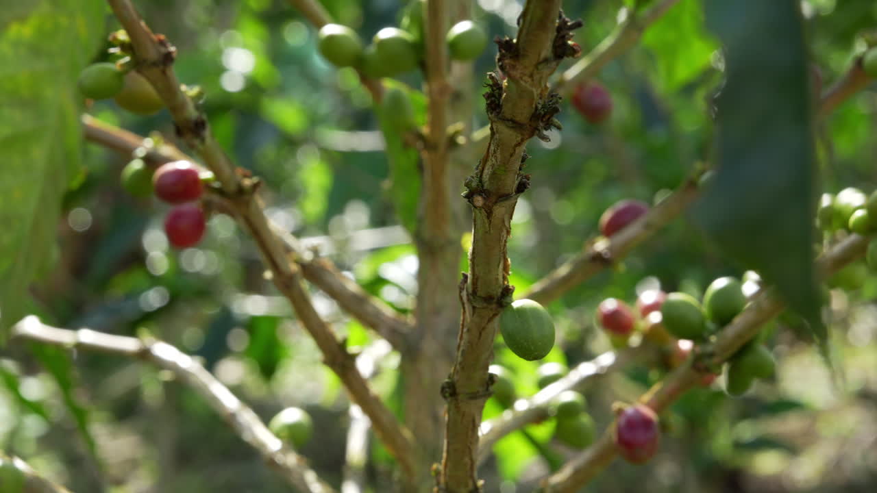 Primo piano intimo di vivaci bacche di caffè che maturano su un ramo tra una vegetazione lussureggiante sotto la luce del sole colombiano. Cattura ricche texture e colori in un ambiente naturale. Ideale per temi agricoli.