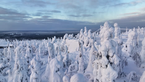 drone shot over snow covered forest, sunset in iso-syote, lapland, finland