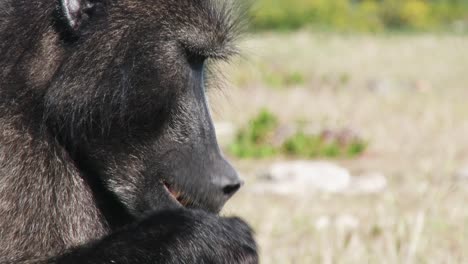 close up of a male chacma baboon eating wild figs in south africa