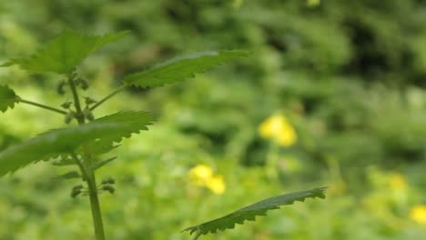 camera pan to a nettle plant in the forest with a sunny background and sof focus