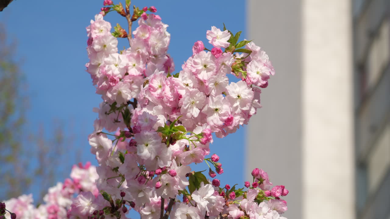 las delicadas flores de cerezo estallan en flor contra un cielo azul claro, anunciando la llegada de la primavera