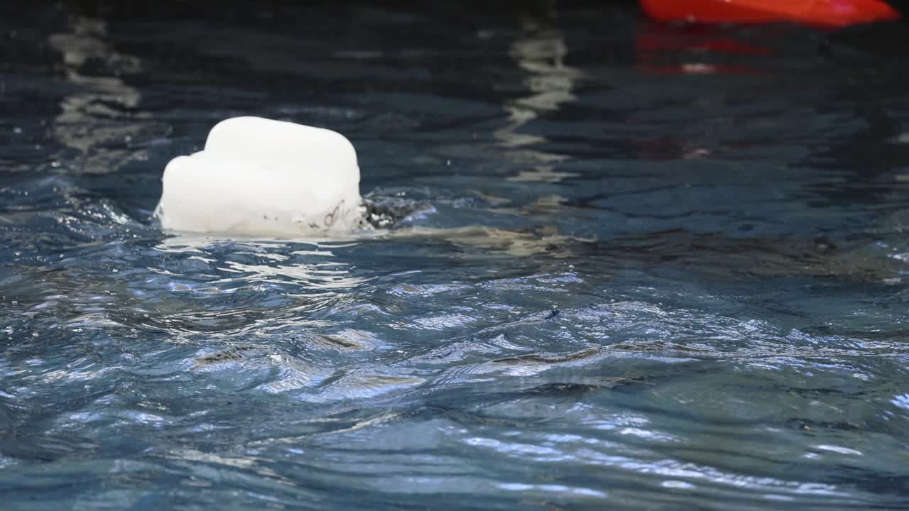 물 속의 음식 버과 상호 작용하는 봉인