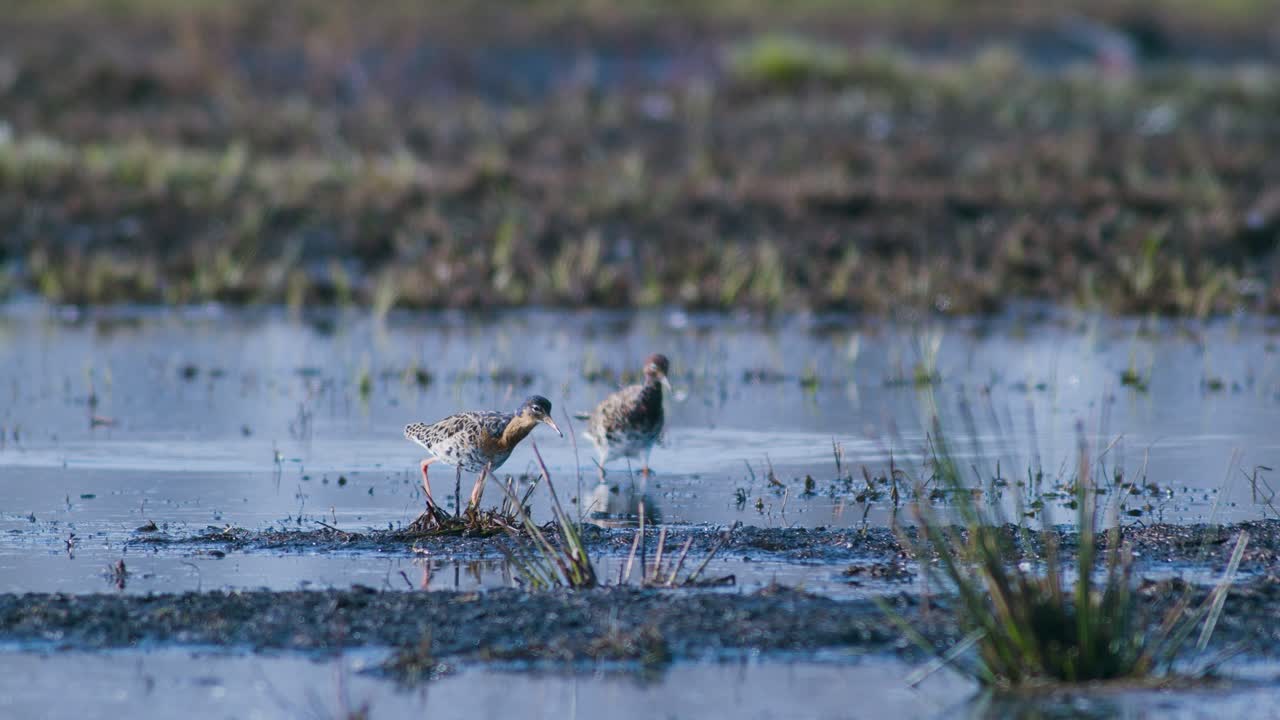 Ruff in flooded wetlands during spring migration and lek place
