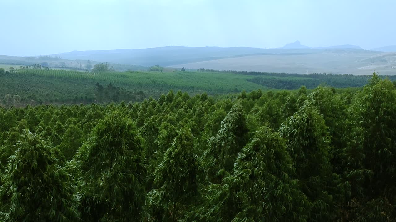 바람에 날리는 나무 꼭대기의 조감도