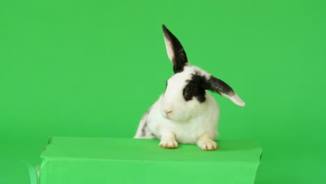 black and white rabbit on green screen