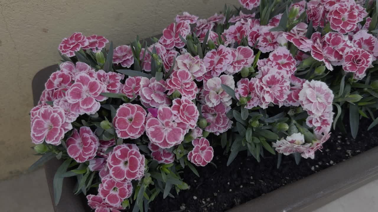 primer plano de hermosas flores rosadas y blancas en la plantación interior y la pared amarilla