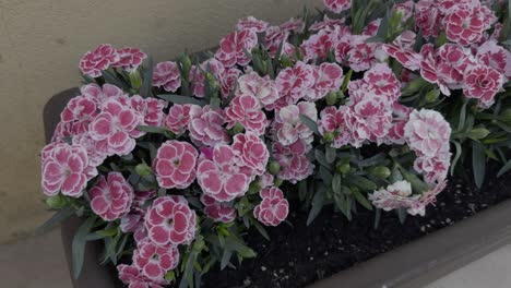 Primer-Plano-Hermosas-Flores-Rosas-Y-Blancas-En-Una-Maceta-Interior-Y-Una-Pared-Amarilla