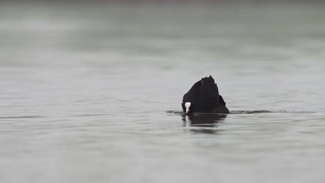 blackbird diving for food in water