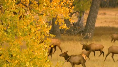 Manada-De-Alces-Pastando-En-Una-Pradera-Boscosa-En-América-Del-Norte