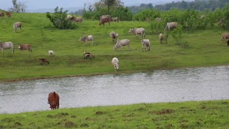 Static-shot-of-herd-of-zebu-grazing-on-riverbank