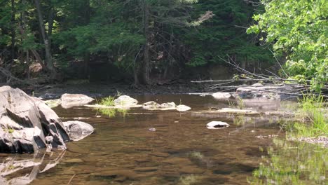 Wide-shot-of-a-peaceful-pond-in-summer