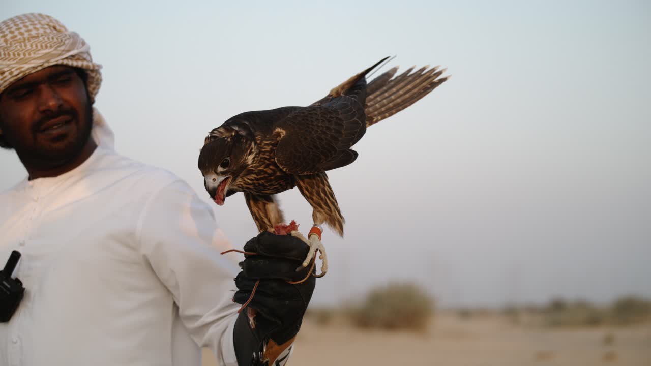 Falcon eating meat bait in super slowmotion standing on the hand of breeder in Dubai