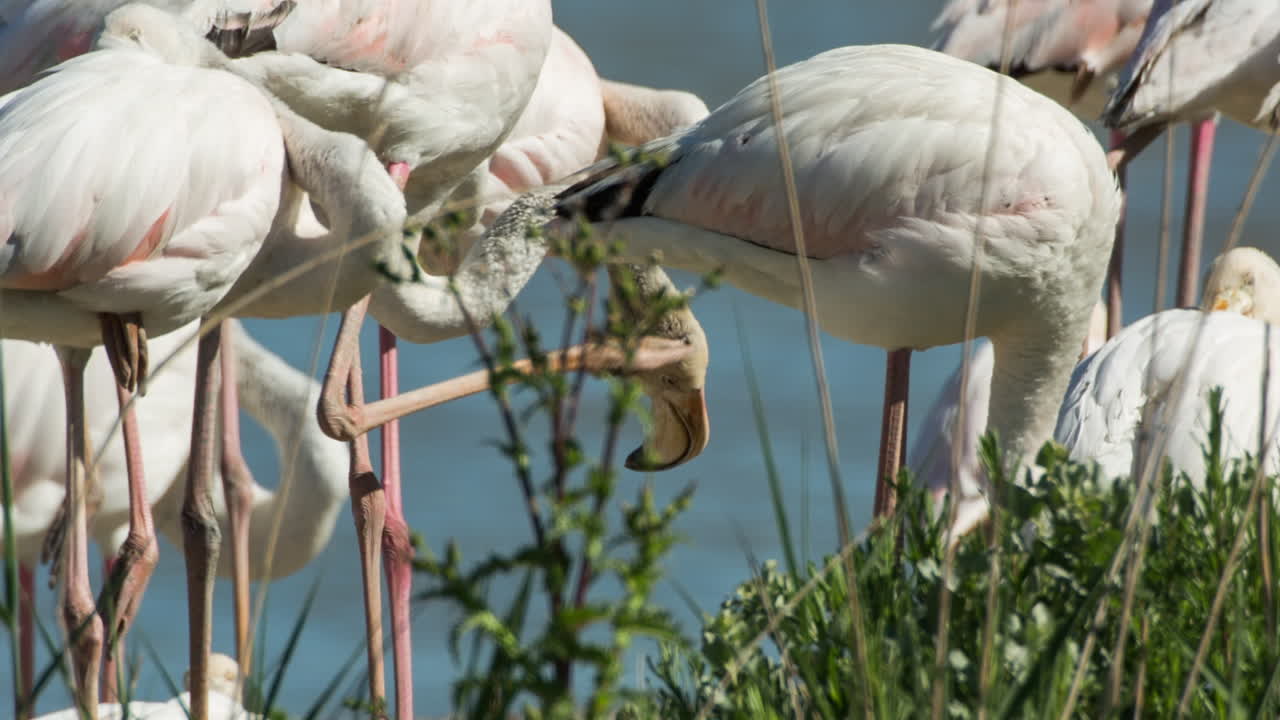 카마그 플라밍고 10