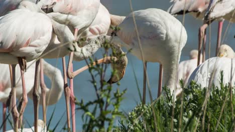 Carmargue-Flamingos-10