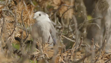 Close-up-of-Canada-Jay-in-dry-pine-tree-on-sunny-day