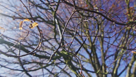 low angle wide shot of a tree on a sunny morning in autumn near ulm, germany